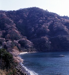 神子の桜