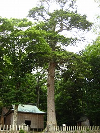 依居神社のモミの木