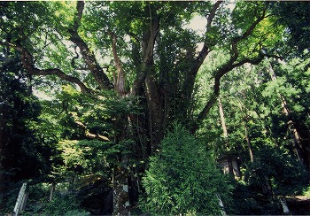 白山神社のカツラ