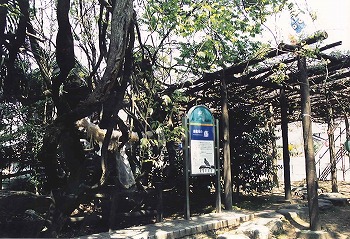 藤鷲塚のフジ
