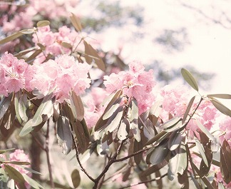 百里岳のシャクナゲ自生地