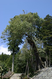 伊射奈伎神社のウラジロガシ