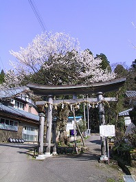 上荒谷のアサマキサクラ