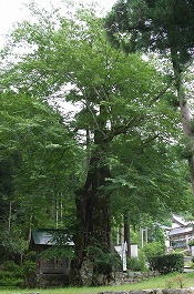 苅田比売神社のムクの木