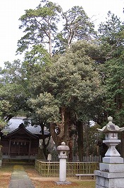 紀倍神社のオニヒバ