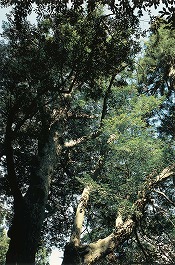 黒駒神社のナギ
