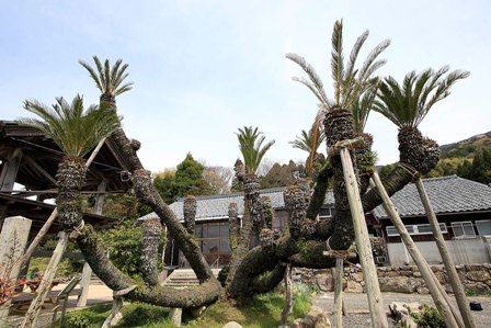 休岩寺のソテツ(七株)