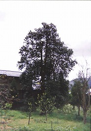 真杉家のタラヨウ