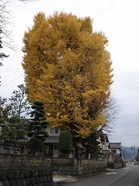 明光寺のオオイチョウ