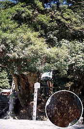 小川神社のカゴノキ