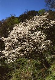 大滝神社のゼンマイザクラ
