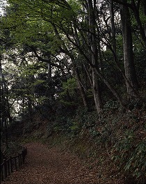 大滝神社奥の院社叢