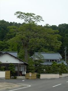 照臨寺のセンダン