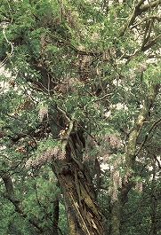 新福寺のフジ
