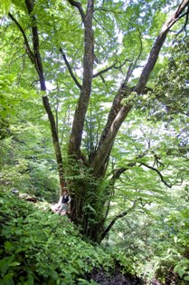 獺ノ河内のカツラ