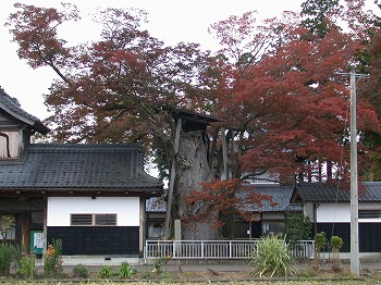 専福寺の大ケヤキ