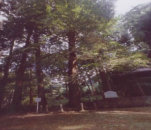 杉森神社のオハツキイチョウ