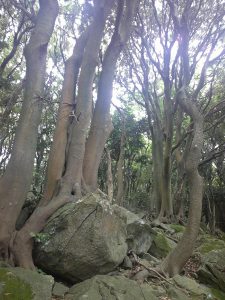 ガラガラ山のヤブニッケイ群落